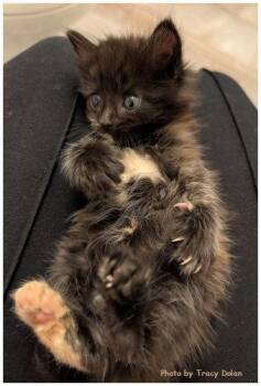 Tortoiseshell and Domestic Medium Hair Cats Available for Adoption in Oak Ridge, Tennessee - Bailey | PetCurious