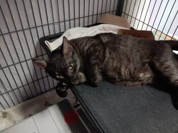 Peeper -  Domestic Short Hair Cat Available for Adoption in New Braunfels, Texas - Peeper | PetCurious