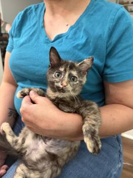 Domestic Short Hair Cats Available for Adoption in Camden, South Carolina - Mia | PetCurious