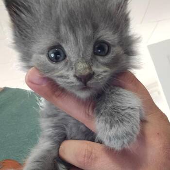 Roxanne -  Domestic Medium Hair Cat for Adoption in Hanna City, Illinois - Roxanne | PetCurious