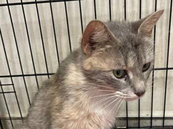 Empress -  Domestic Short Hair Cat for Adoption in Fort Worth, Texas - Empress | PetCurious