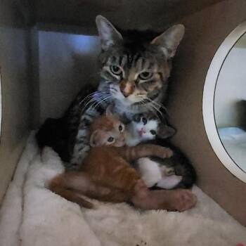 Domestic Short Hair Cats Available for Adoption - Garfield (Bella Male Kitten 2) | PetCurious