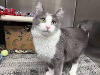 Domestic Medium Hair Cats Available for Adoption in Ames, Iowa - ALFIE | PetCurious