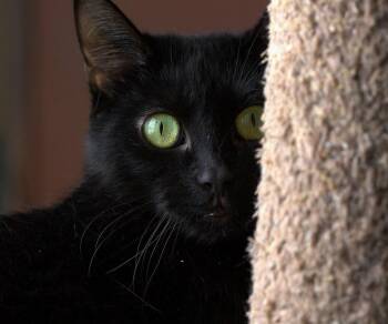 Olivia -  Domestic Short Hair Cat for Adoption in Montreal, Quebec - Olivia | PetCurious