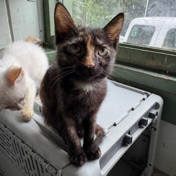 Caramel -  Domestic Short Hair Cat for Adoption in Volcano, Hawaii - Caramel | PetCurious