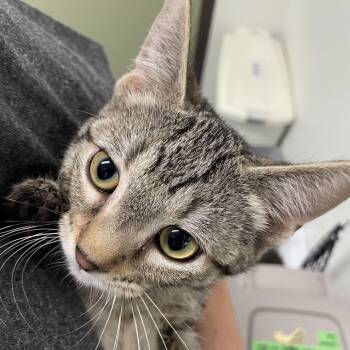 Tortilla -  Domestic Short Hair Cat for Adoption in Garfield, Arkansas - Tortilla | PetCurious
