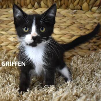 Griffen -  Domestic Medium Hair Cat for Adoption in Yuma, Arizona - Griffen | PetCurious
