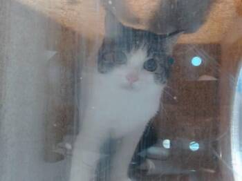 ELLA -  Domestic Short Hair Cat for Adoption in Albuquerque, New Mexico - ELLA | PetCurious