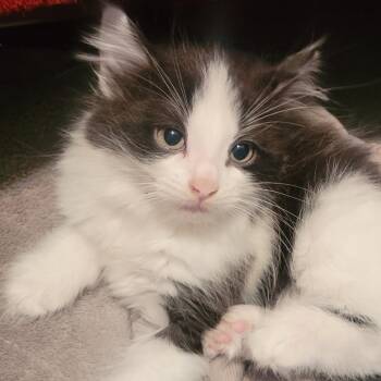 Kelso -  Domestic Long Hair Cat for Adoption in Buffalo, Minnesota - Kelso | PetCurious