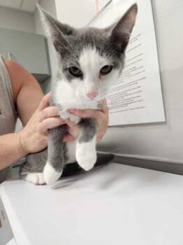 Rescue Domestic Short Hair Cats for Adoption in Sevierville, Tennessee - Amy | PetCurious