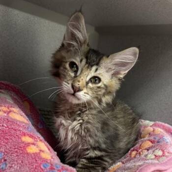 -Fredrick -  Tabby and Domestic Medium Hair Cat for Adoption in Red Bluff, California - -Fredrick | PetCurious