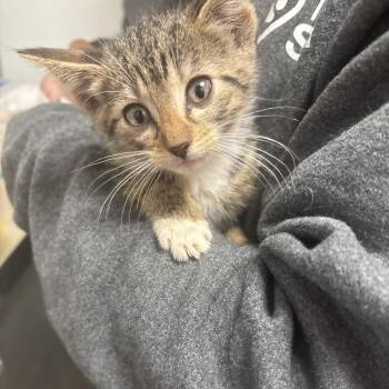 Domestic Short Hair Cats Available for Adoption in Tulsa, Oklahoma - Petunia | PetCurious