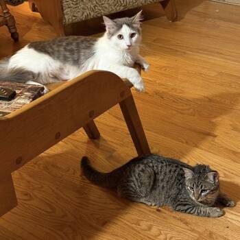 Tabby and Turkish Van Cats Available for Adoption - Prince William And Princess Kate | PetCurious