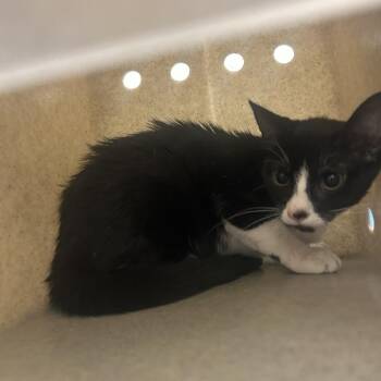 Ravenna -  Domestic Short Hair Cat for Adoption in Philadelphia, Pennsylvania - Ravenna | PetCurious