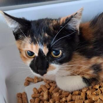 Domestic Short Hair Cats Available for Adoption in Lakeland, Florida - Paris Hilton | PetCurious