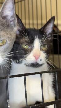 Orange Ducote -  Domestic Short Hair Cat for Adoption in Lawrenceville, Georgia - Orange Ducote | PetCurious