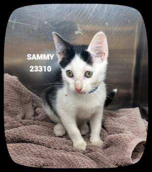 SAMMY -  Domestic Short Hair Cat for Adoption in Marietta, Georgia - SAMMY | PetCurious