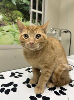 Ovi -  Domestic Short Hair Cat for Adoption in Lancaster, Pennsylvania - Ovi | PetCurious