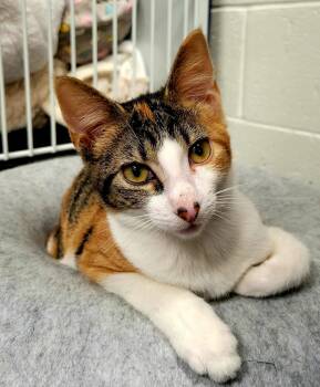 Rescue Domestic Short Hair Cats for Adoption in Mount Pleasant, South Carolina - Sky | PetCurious