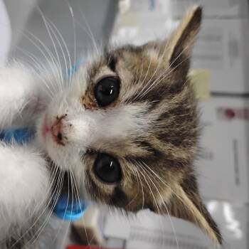 Rescue Domestic Short Hair Cats for Adoption in Summerville, South Carolina - Dannie | PetCurious