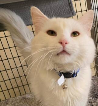 Rescue Siamese and Domestic Short Hair Cats for Adoption in Las Cruces, New Mexico - Charlis | PetCurious