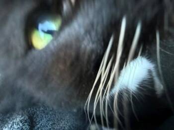 Domestic Short Hair Cats Available for Adoption - Obi Wan | PetCurious