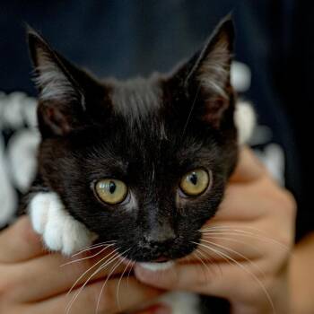 Ronaldo -  Domestic Short Hair Cat for Adoption in Chapel Hill, North Carolina - Ronaldo | PetCurious