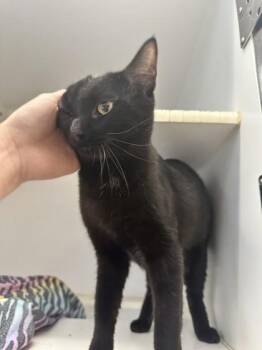 Domestic Short Hair Cats Available for Adoption in Palm Coast, Florida - Infinity | PetCurious