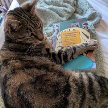 Rescue Domestic Short Hair Cats for Adoption in Evanston, Illinois - Gertrude | PetCurious