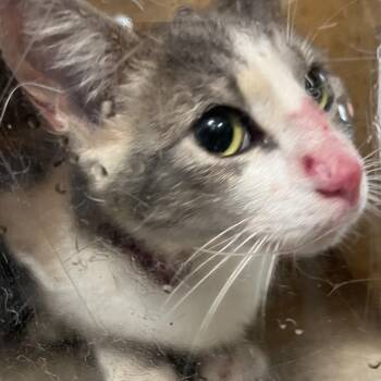 Four -  Domestic Short Hair Cat for Adoption in Philadelphia, Pennsylvania - Four | PetCurious