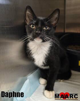 Daphne -  Domestic Short Hair Cat for Adoption in Maryville, Tennessee - Daphne | PetCurious