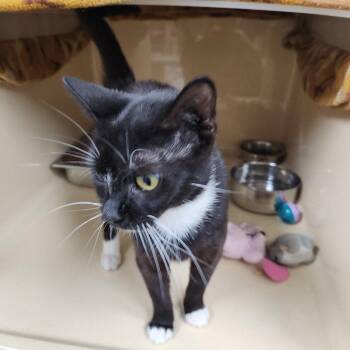 Rescue Tuxedo and Domestic Short Hair Cats for Adoption in Clarksville, Virginia - Rotunda | PetCurious