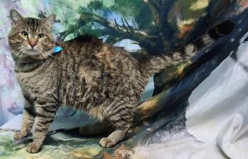 Domestic Medium Hair Cats Available for Adoption - 251682  Alfred | PetCurious