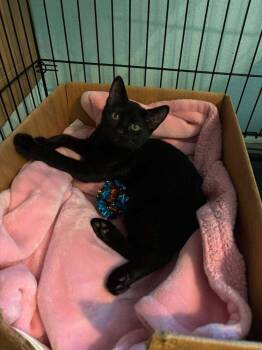 Patriot -  Domestic Short Hair and Manx Cat for Adoption in Deltona, Florida - Patriot | PetCurious