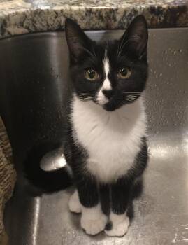 Rescue Domestic Short Hair Cats for Adoption in Salem, New Hampshire - Kia | PetCurious