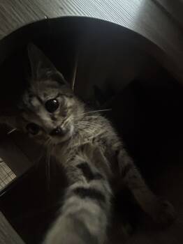 Rescue American Shorthair Cats for Adoption in Paulina, Louisiana - Ellis | PetCurious