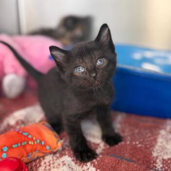 Taco -  American Shorthair Cat for Adoption in Asheville, North Carolina - Taco | PetCurious