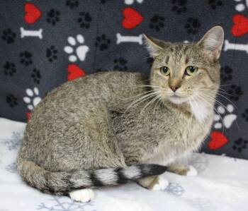 Kimber -  Domestic Short Hair Cat for Adoption in Portage, Wisconsin - Kimber | PetCurious
