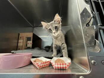 FLOSS -  Domestic Short Hair Cat for Adoption in Sugar Land, Texas - FLOSS | PetCurious