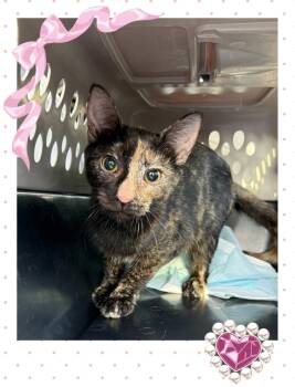 Rosemary -  Domestic Short Hair Cat for Adoption in Oceanside, California - Rosemary | PetCurious