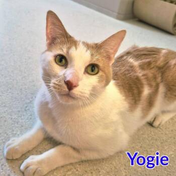 Yogie -  Domestic Short Hair Cat for Adoption in North Saint Paul, Minnesota - Yogie | PetCurious