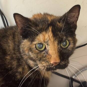 Calissa -  Domestic Short Hair Cat for Adoption in Pekin, Illinois - Calissa | PetCurious