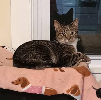 Rescue Domestic Short Hair Cats for Adoption in Hendersonville, Tennessee - Billie - Shy & Playful | PetCurious