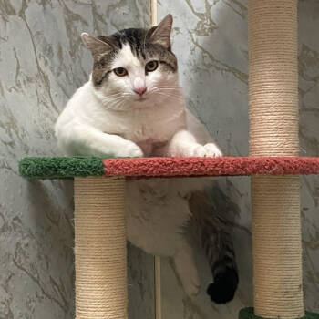 Rescue Domestic Short Hair Cats for Adoption in Yucca Valley, California - Keith | PetCurious