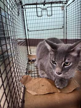 Duarte Feral 3 -  Domestic Short Hair Cat Available for Adoption in New Braunfels, Texas - Duarte Feral 3 | PetCurious