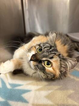 Domestic Long Hair Cats Available for Adoption in West Valley City, Utah - HER MAJESTY MISS FLUFFERNUTTER | PetCurious