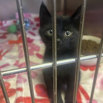 Domestic Short Hair Cats Available for Adoption - Abyss | PetCurious