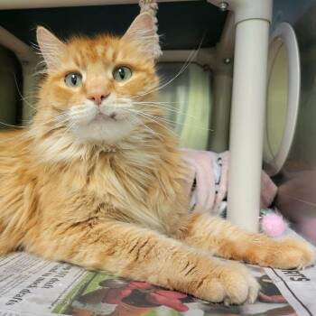 Domestic Long Hair Cats Available for Adoption in Columbia, Missouri - Bramble | PetCurious