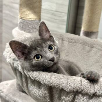 Bongo -  Domestic Short Hair Cat for Adoption in Pontiac, Michigan - Bongo | PetCurious