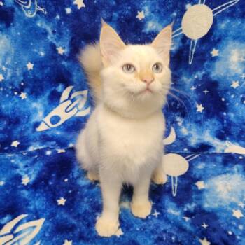 Penny -  Domestic Short Hair Cat for Adoption in Laredo, Texas - Penny | PetCurious